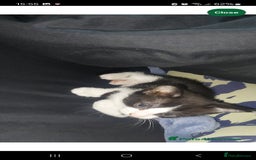 Turkish Van cats for sale: Kittens for sale  - Image 4
