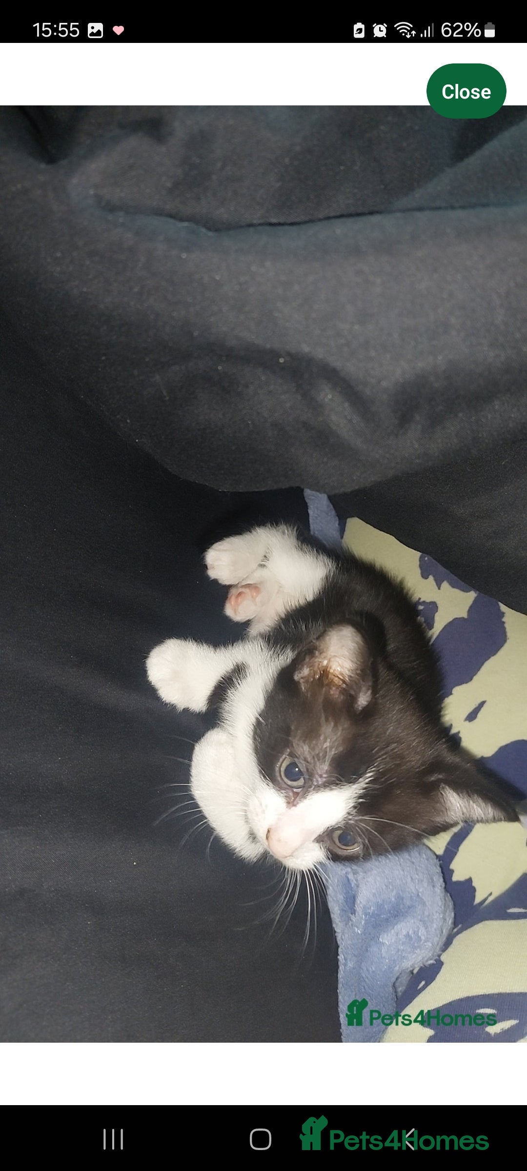 Turkish Van cats for sale: Kittens for sale  - Image 4