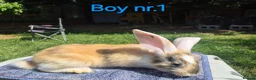 Continental Giant rabbits for sale: Pure Continental Giant Vaccinated  - Advert 12