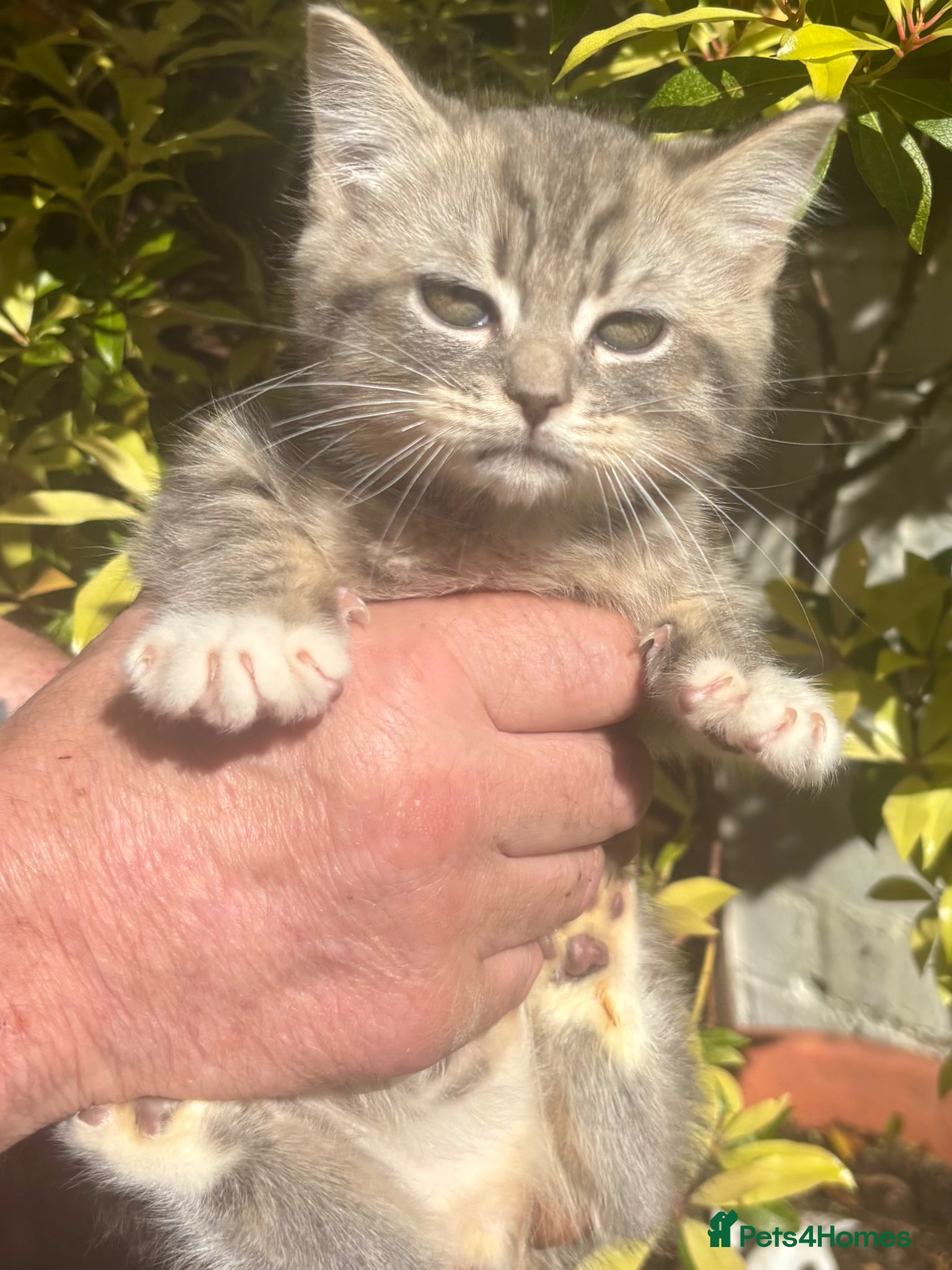 Mixed Breed cats British blue x Scottish Fold - Advert 1