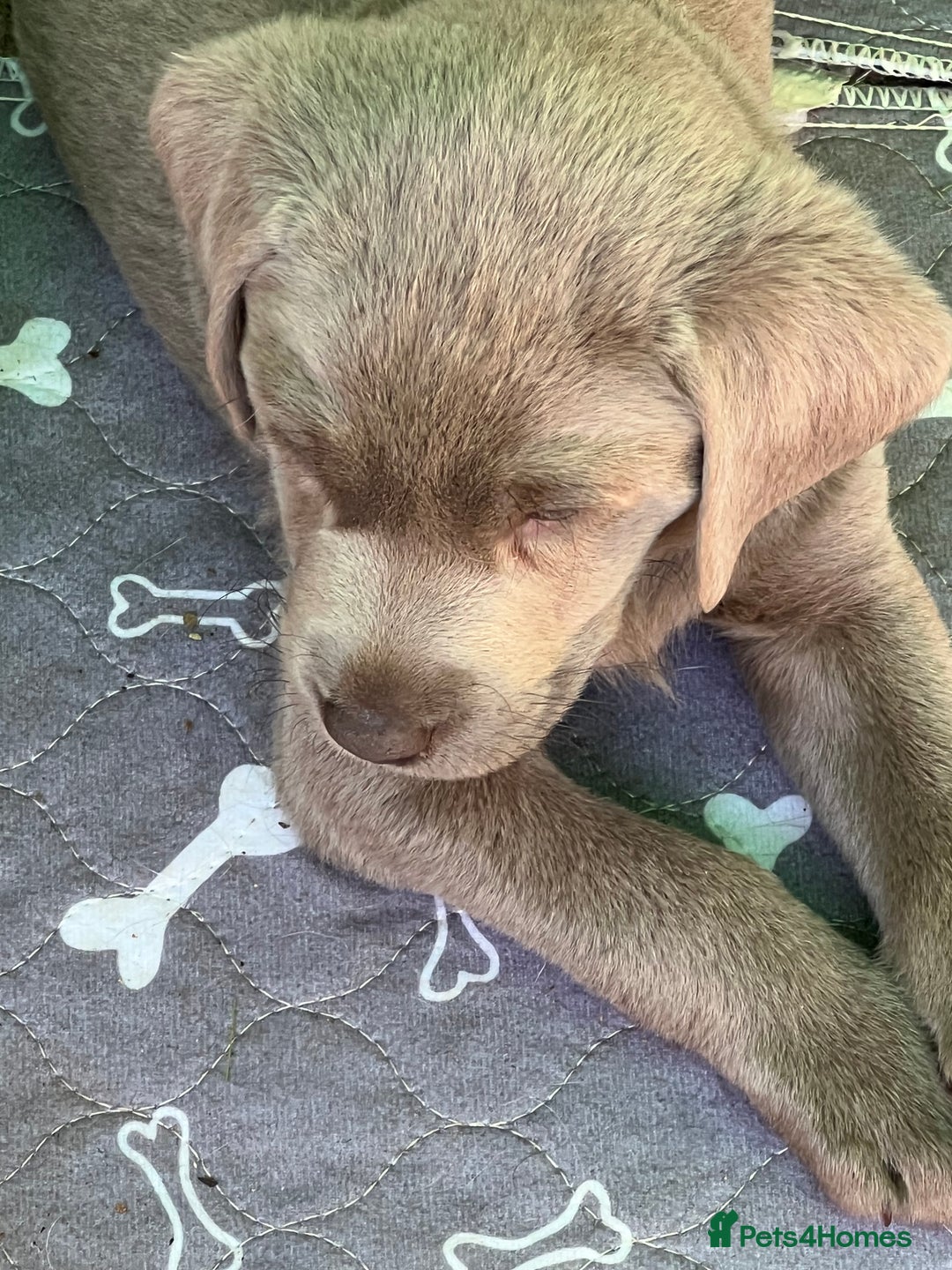 Labrador Retriever dogs for sale: Kc dna clear silver Labrador pups  - Advert 10
