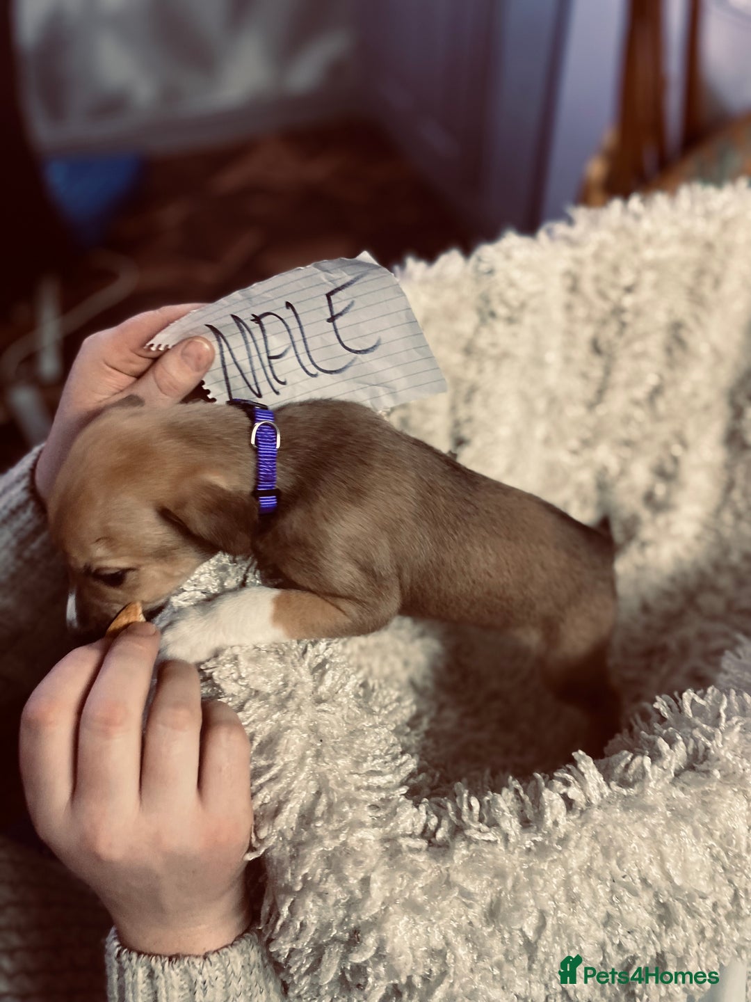 Mixed Breed dogs for sale: Collie lurcher greyhound mix - Advert 4