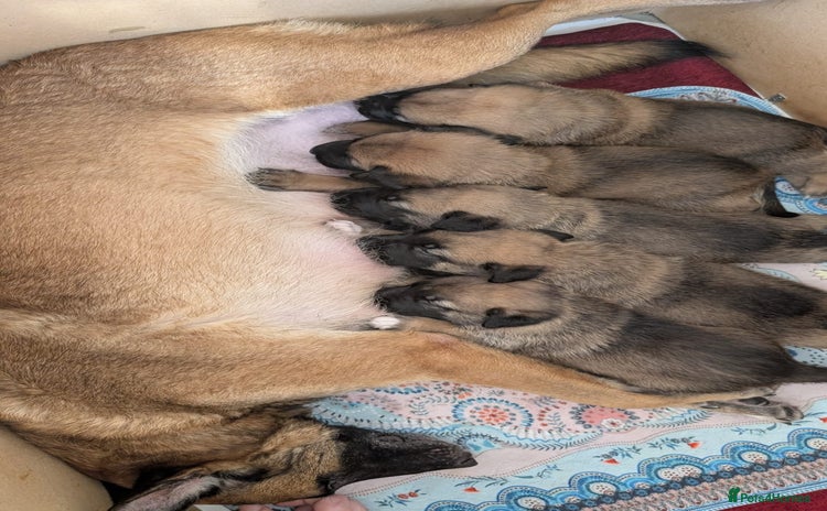 Mixed Breed dogs Belgian shepherd x Caucasian shepherd puppies  - Advert 2