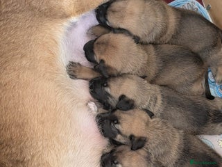 Mixed Breed dogs Belgian shepherd x Caucasian shepherd puppies - Advert 1