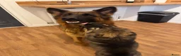 German Shepherd dogs for sale: Female long hair Germany shepherd pup - Advert 6