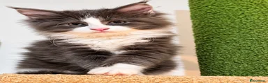 Maine Coon 3