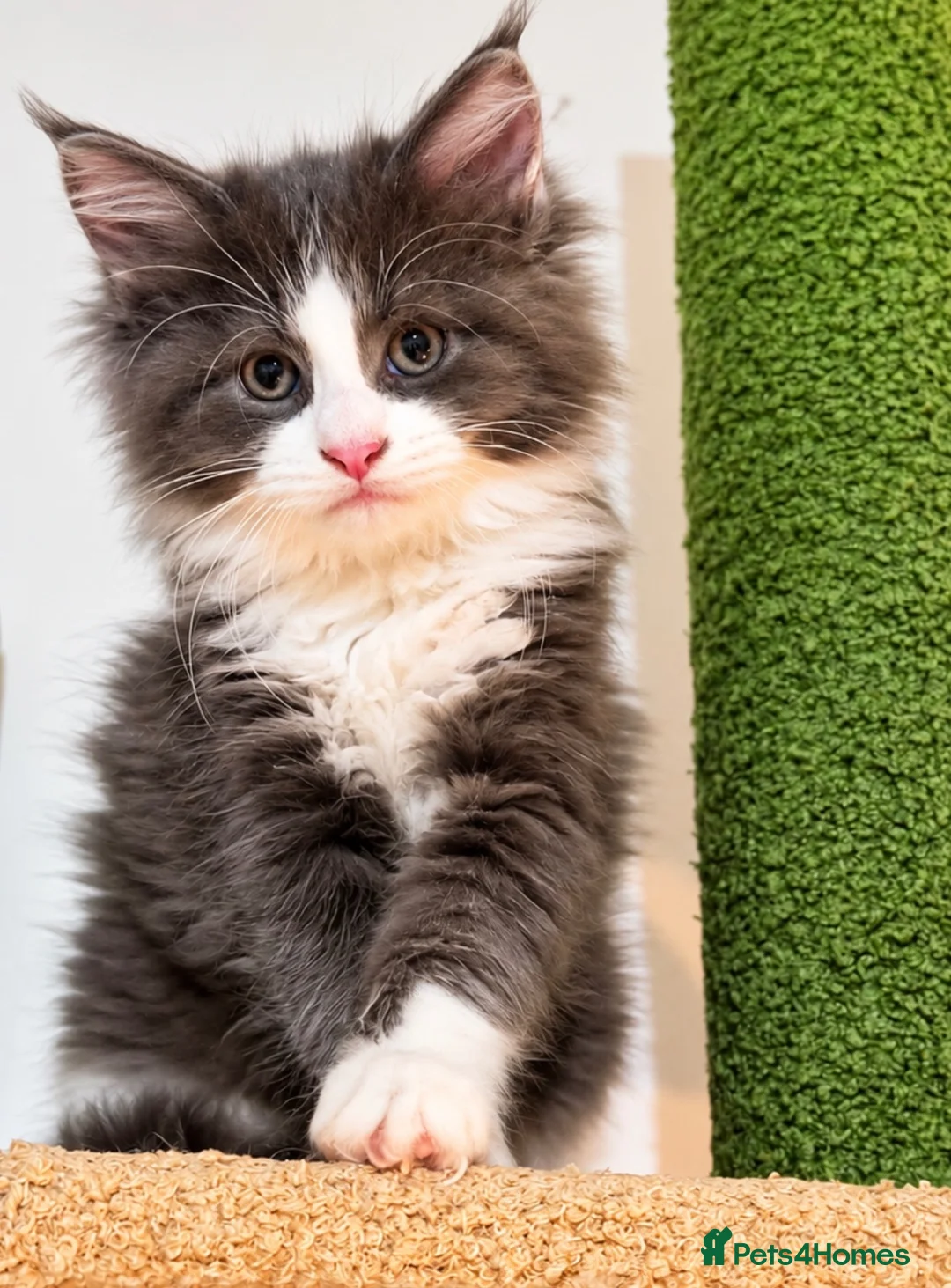 Maine Coon cats for sale: Maine coon kittens for sale - Advert 4