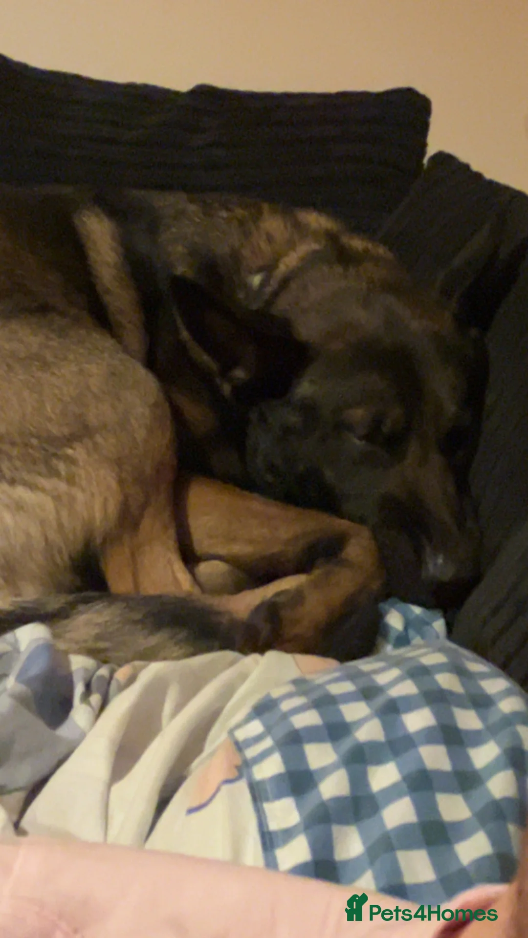 Belgian Shepherd Dog dogs for sale: Belgian Mali for sale  in Middlesbrough - Advert 1