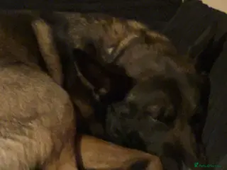 Belgian Shepherd Dog dogs Belgian Mali for sale - Advert 1