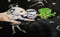 Dalmatian dogs for sale: 2 KC Dalmatian boys Ready to go Liver spots  - Advert 30