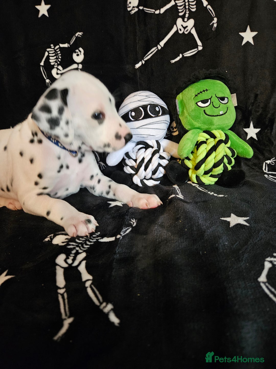 Dalmatian dogs for sale: 2 KC Dalmatian boys Ready to go Liver spots  - Advert 30
