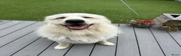 Pyrenean Mountain Dog dogs for sale: 3 Year Old Loving Girl  - Advert 12