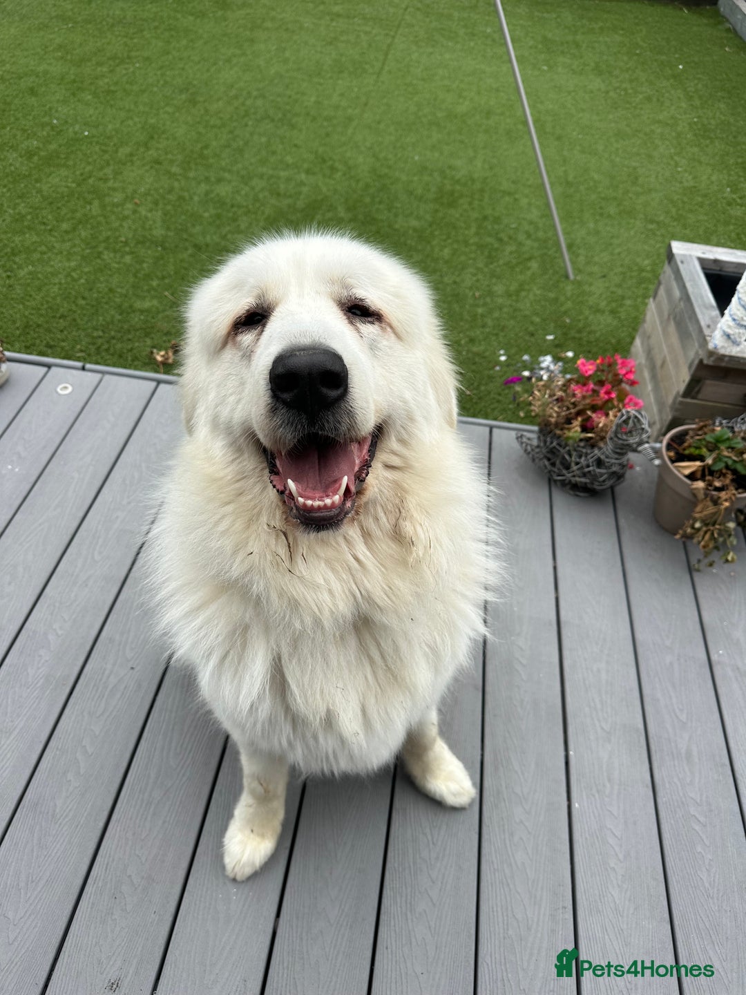 Pyrenean Mountain Dog dogs for sale: 3 Year Old Loving Girl  - Advert 12