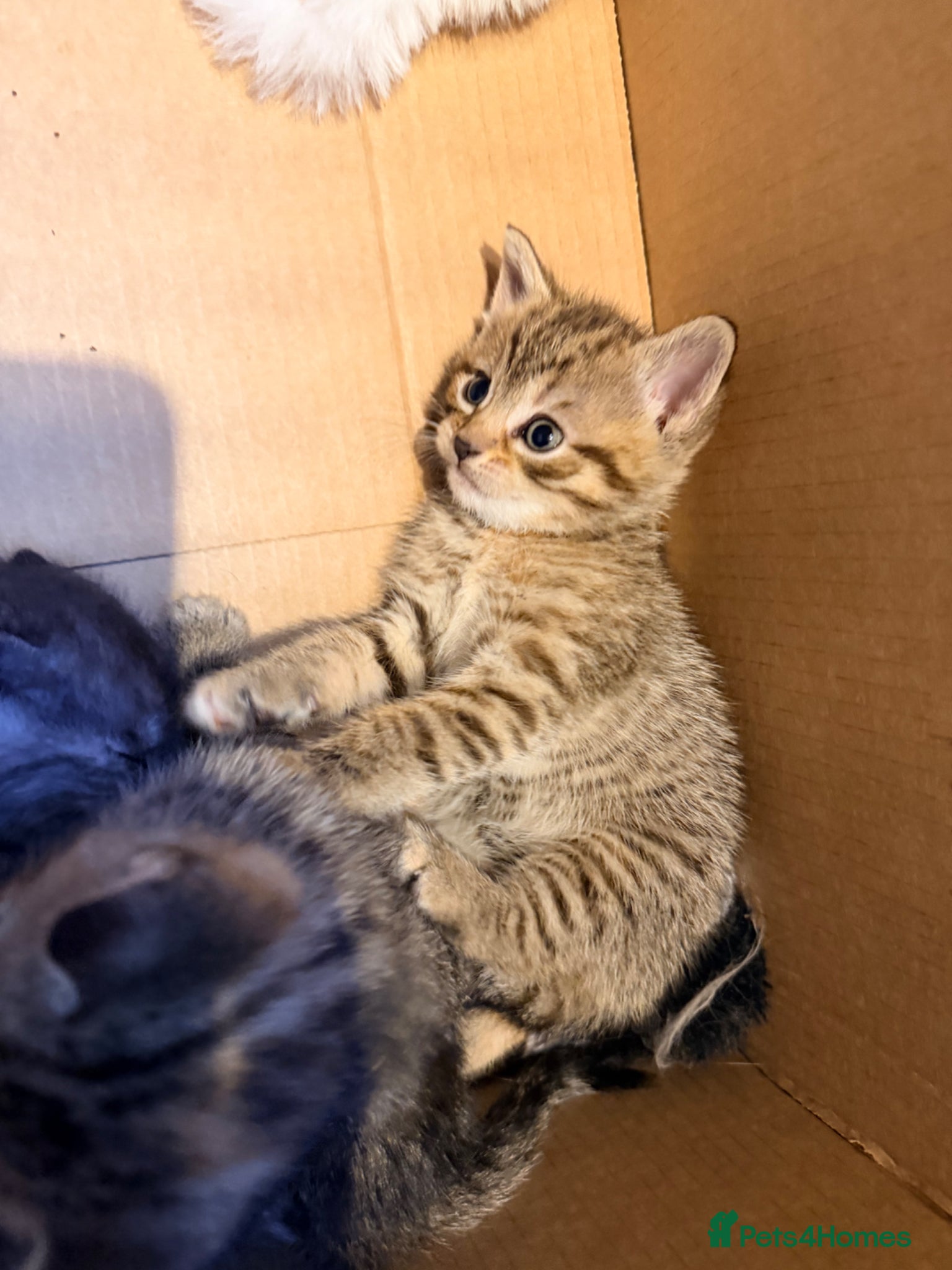 Mixed Breed cats for sale: Female tabby/bengal kitten - Advert 4