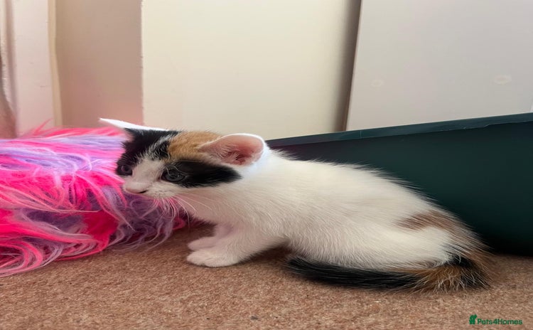 Mixed Breed cats - Advert 4