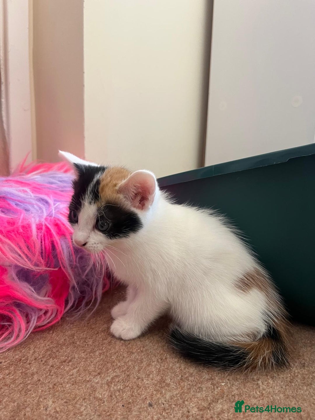 Mixed Breed cats for sale: 3 gorgeous kittens looking for forever home. - Image 1