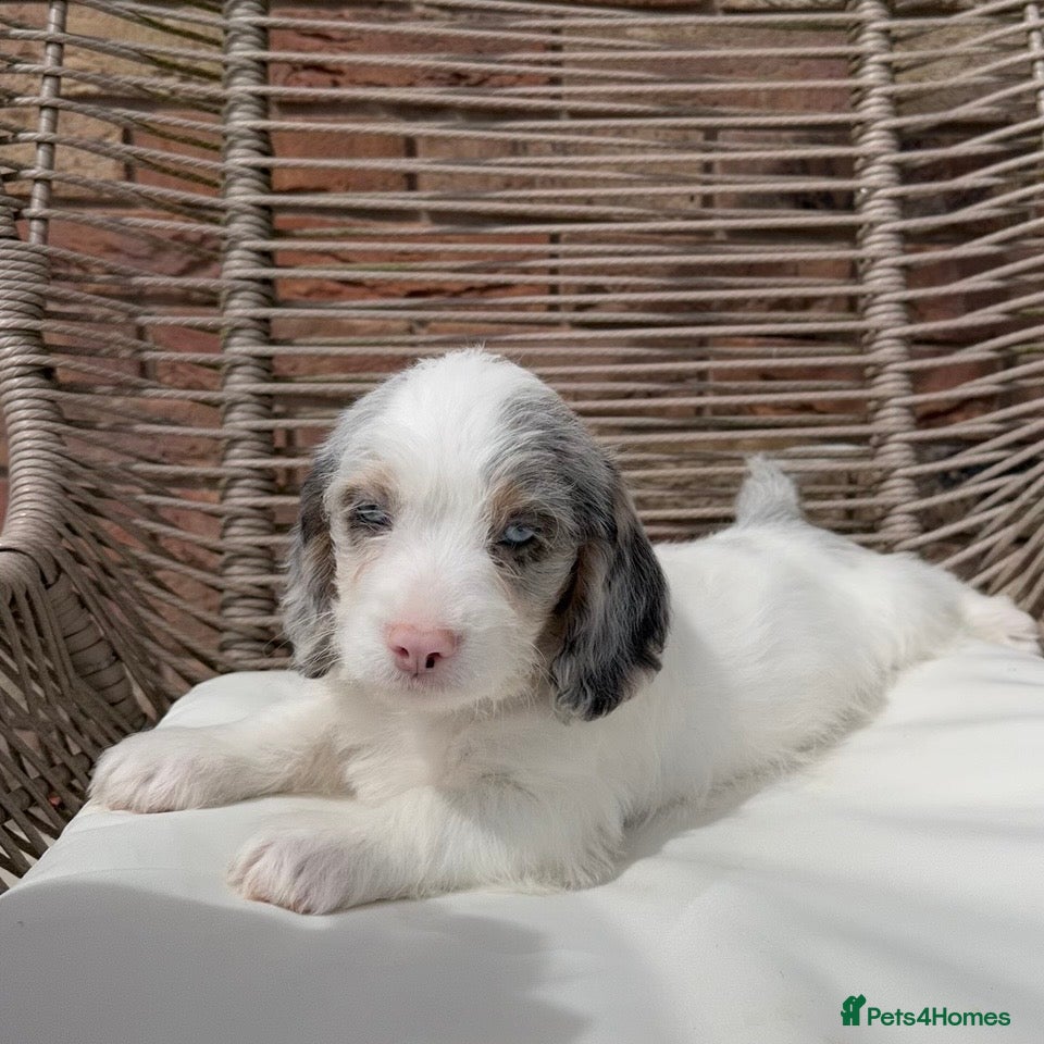 Mixed Breed dogs for sale: ⭐️⭐️Poogle Puppies (Beagle x Miniature Poodle)⭐️⭐️ - Advert 19