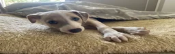 Whippet dogs for sale: KC Registered Pedigree Whippet Puppies for Sale in Salisbury - Advert 16