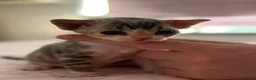 Devon Rex cats for sale: Stunning and Loving Devon Rex Kittens  in Grantham - Advert 8