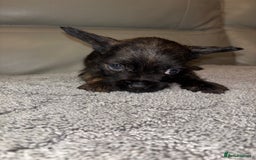 Mixed Breed dogs for sale: Rare Frenchie and Yorkie Mix litter - Image 21