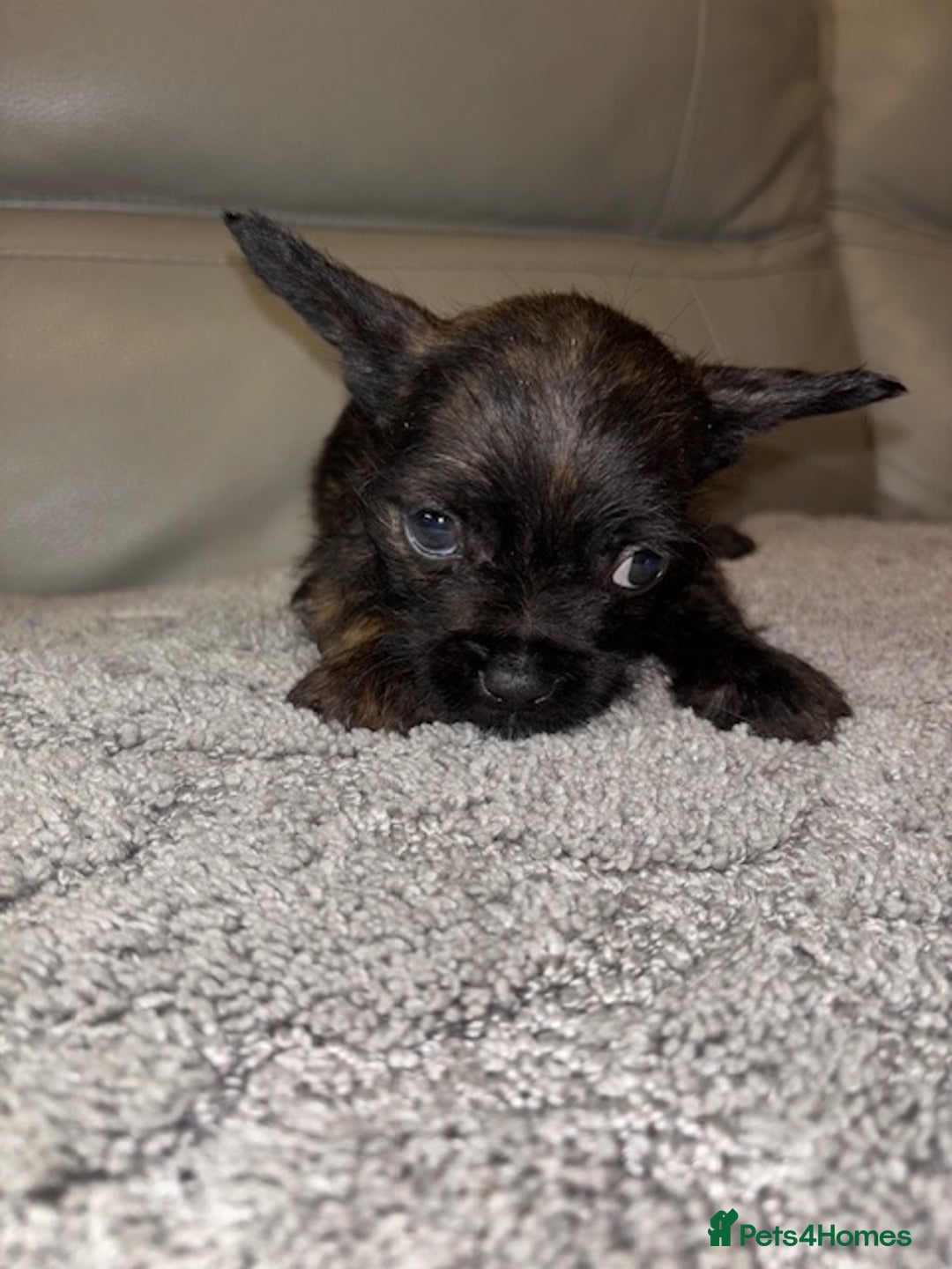 Mixed Breed dogs for sale: Rare Frenchie and Yorkie Mix litter - Image 21