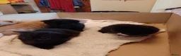 Mixed Breed cats for sale: Kittens from loving country cottage home - Advert 6