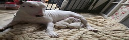 English Bull Terrier dogs for sale: 2 female english bull terrier puppies  - Advert 4