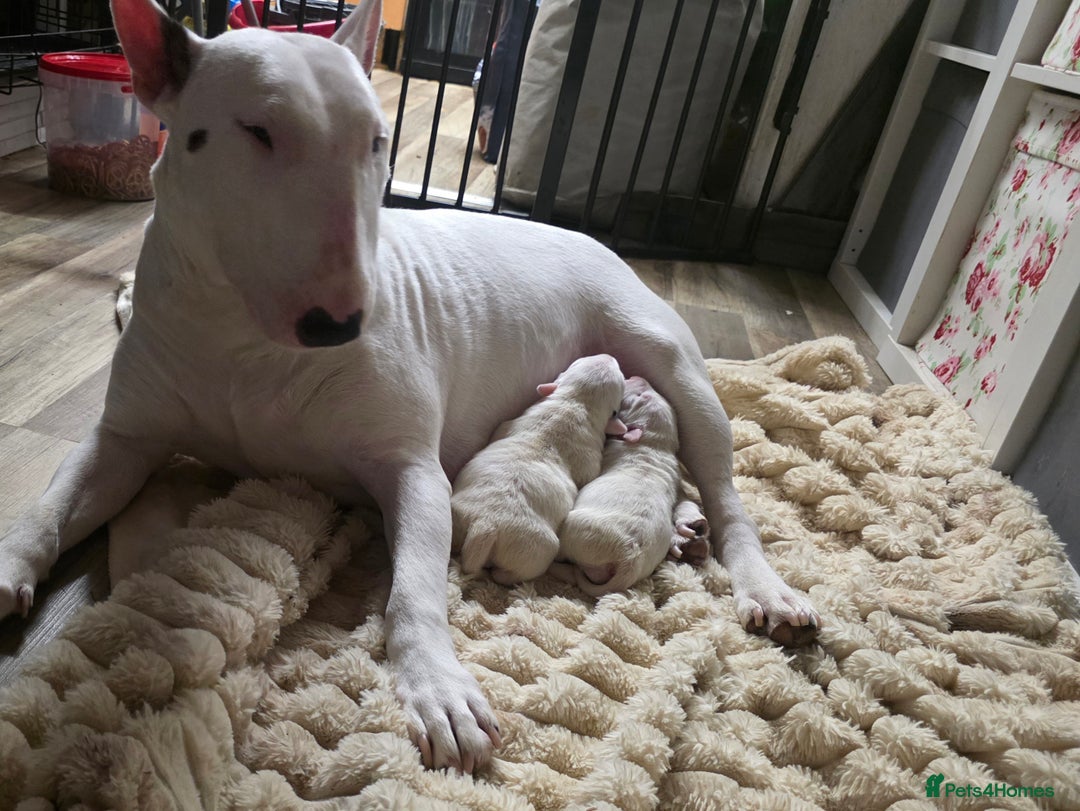 English Bull Terrier dogs for sale: 2 female english bull terrier puppies  - Advert 4