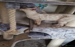 Bengal cats for sale: Purebred Bengal boy whit blue eyes 💙 - Image 4