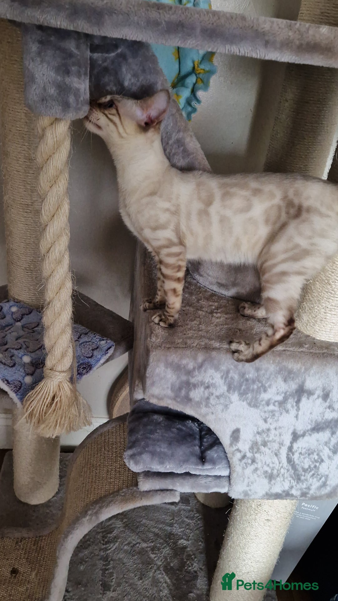Bengal cats for sale: Purebred Bengal boy whit blue eyes 💙 - Image 4