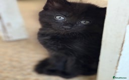 Mixed Breed cats for sale: black beautiful kittens  - Image 1