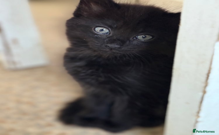 Mixed Breed cats - Advert 10