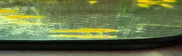 Corys fish for sale: Albino Gold Lazers Corys - Advert 3