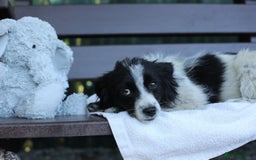 Mixed Breed dogs for adoption: 💖🐶 LOLLY & JOLIE 🐶💖 - Image 15