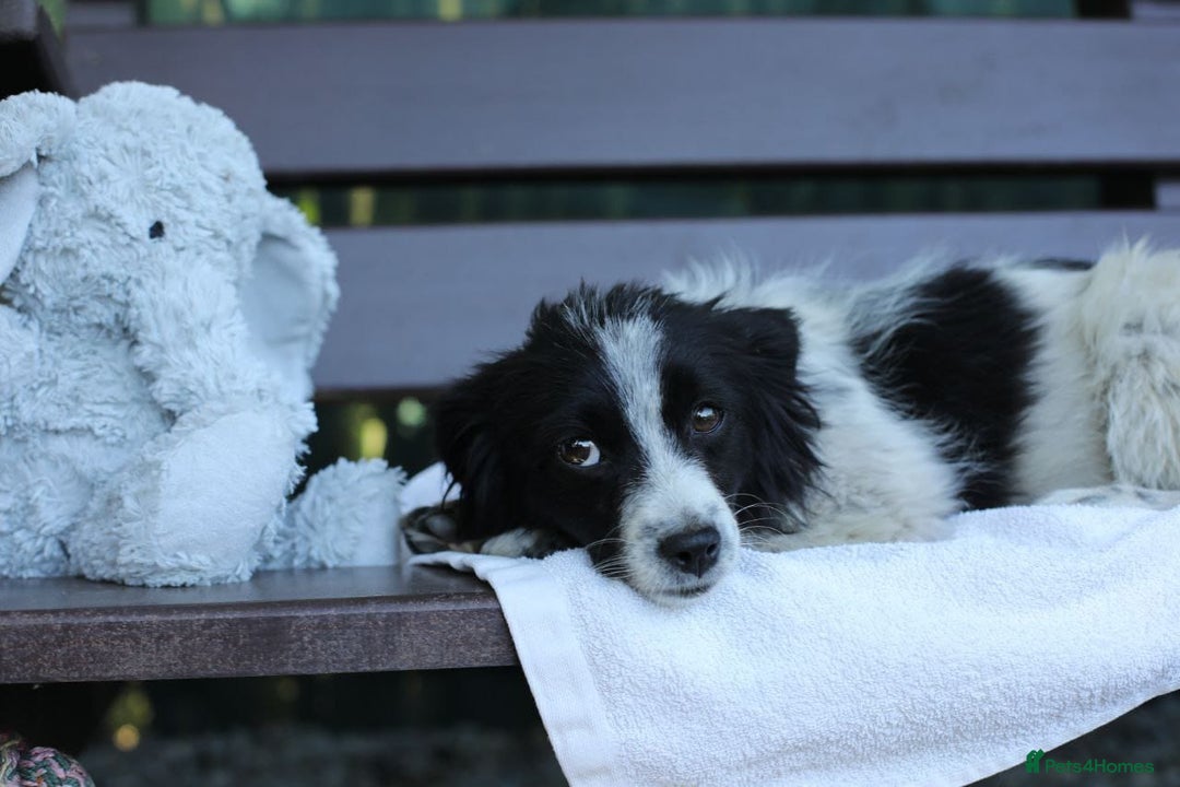 Mixed Breed dogs for adoption: 💖🐶 LOLLY & JOLIE 🐶💖 - Image 15