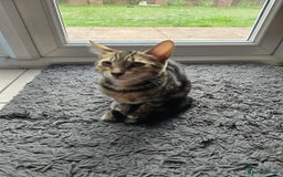 Bengal cats for sale: Bengal kittens - Image 13