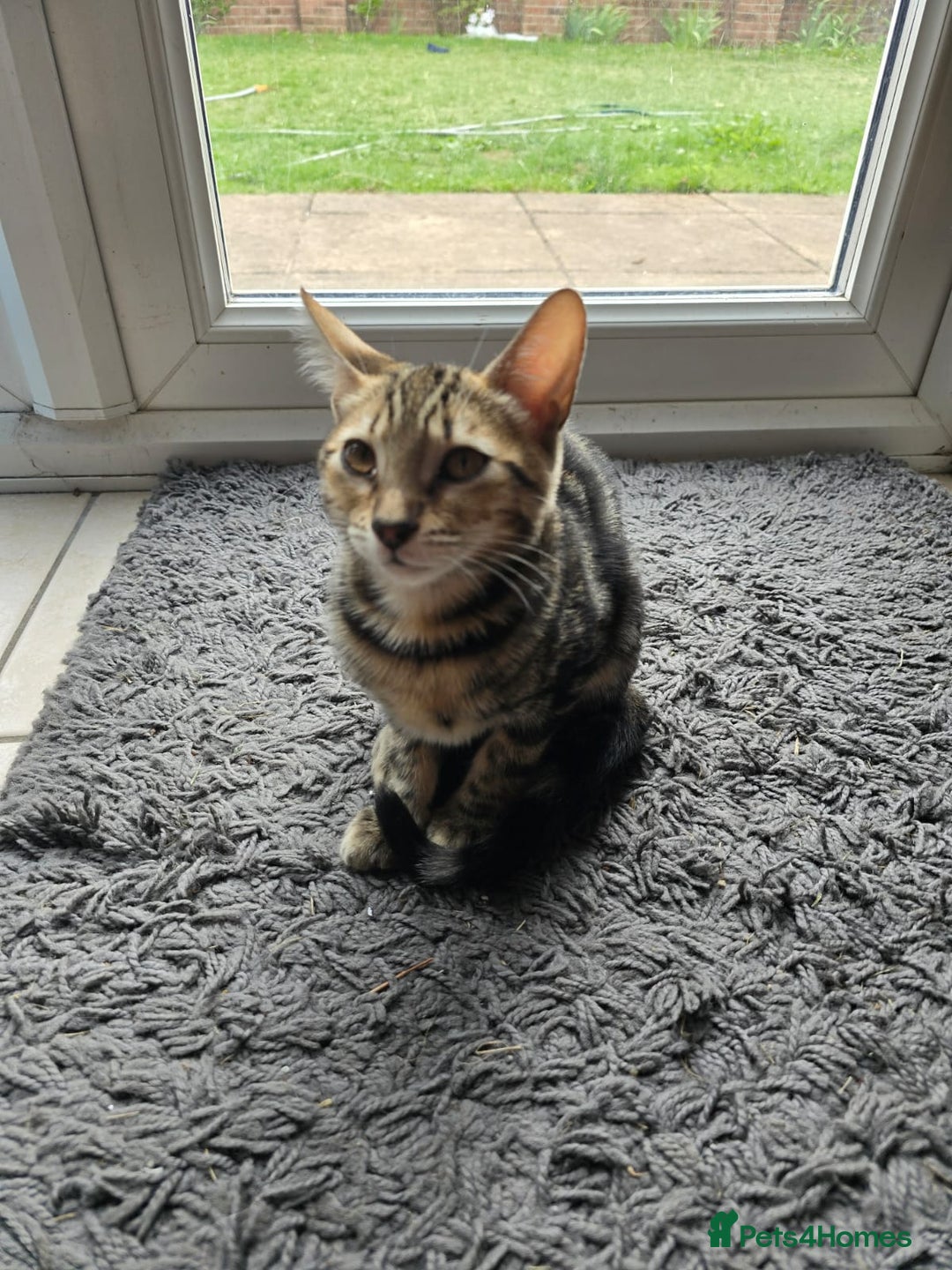 Bengal cats for sale: Bengal kittens - Image 13