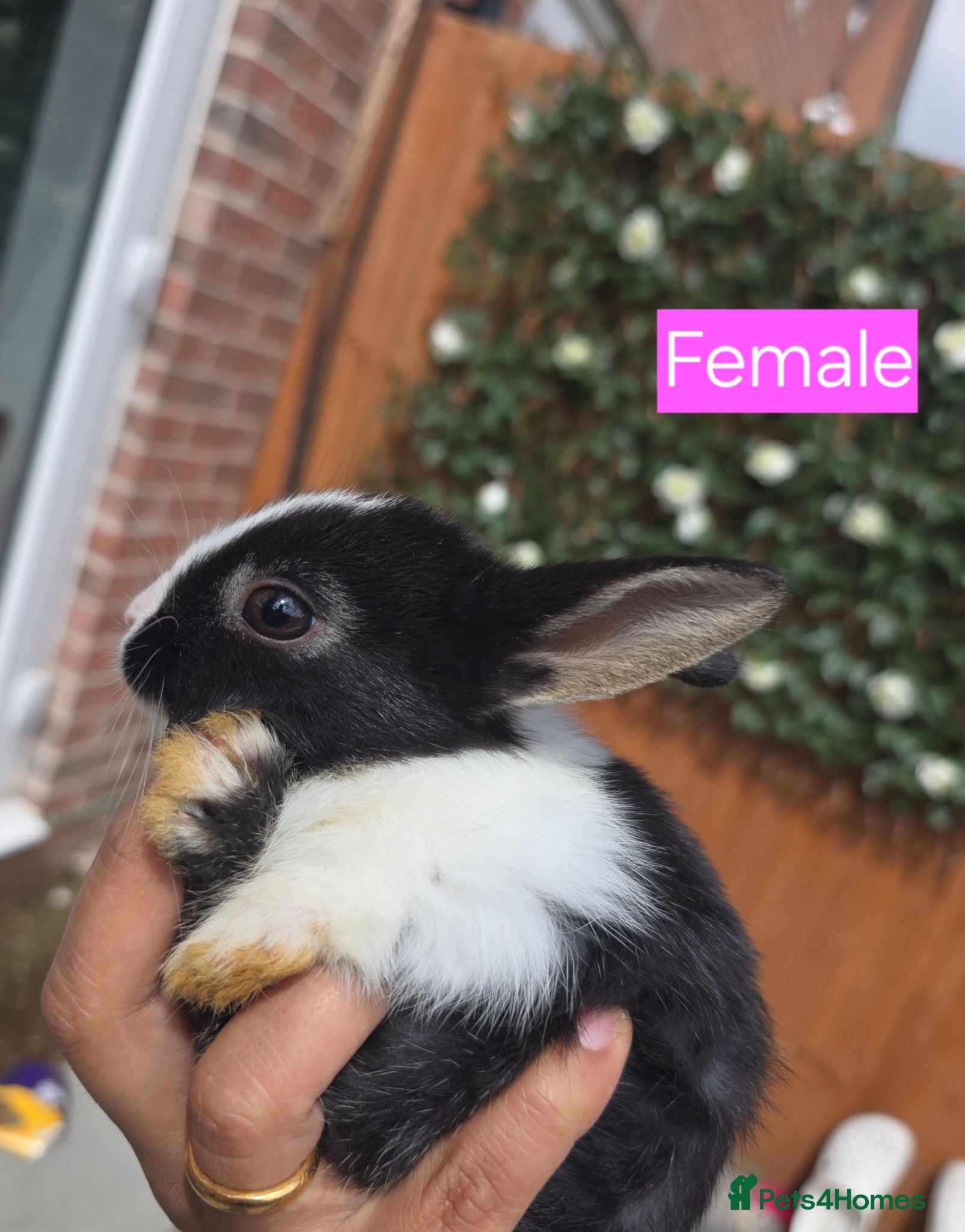 Dutch rabbits Adorable cute bunnies available, mixed gender. - Advert 12