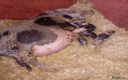 Pig livestock for sale: Micro pigs /t cup - Image 3