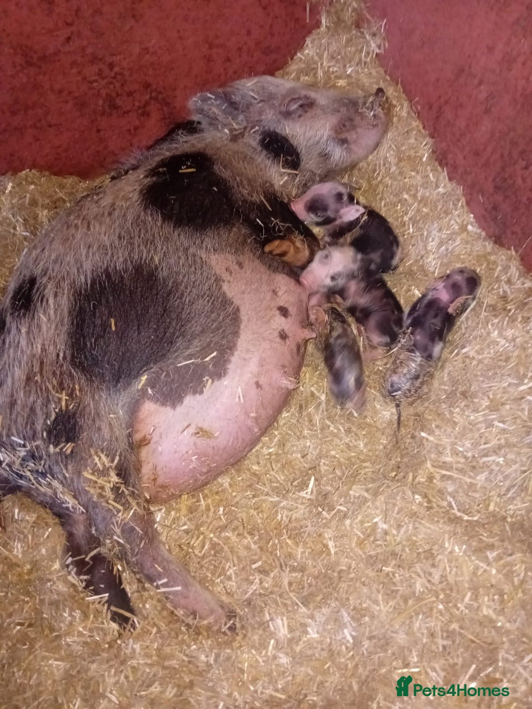 Pig livestock for sale: Micro pigs /t cup - Image 3