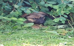 Mixed Breed dogs for sale: Belgian malinois x Rottweiler pups  - Image 4
