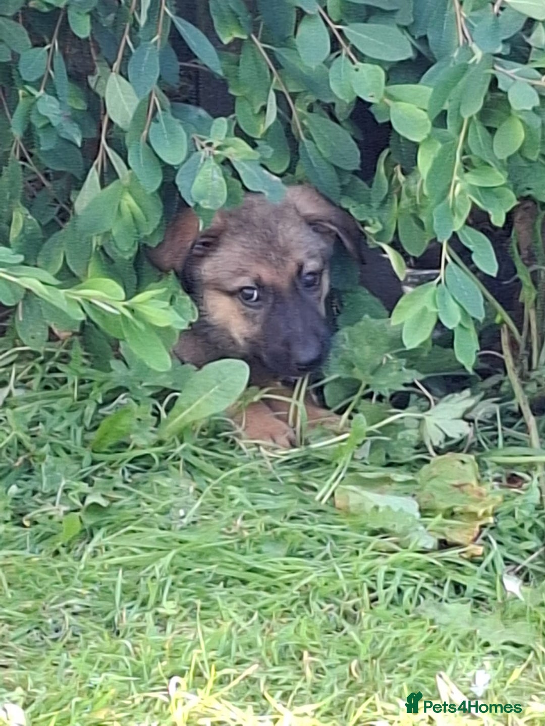 Mixed Breed dogs for sale: Belgian malinois x Rottweiler pups  - Image 4