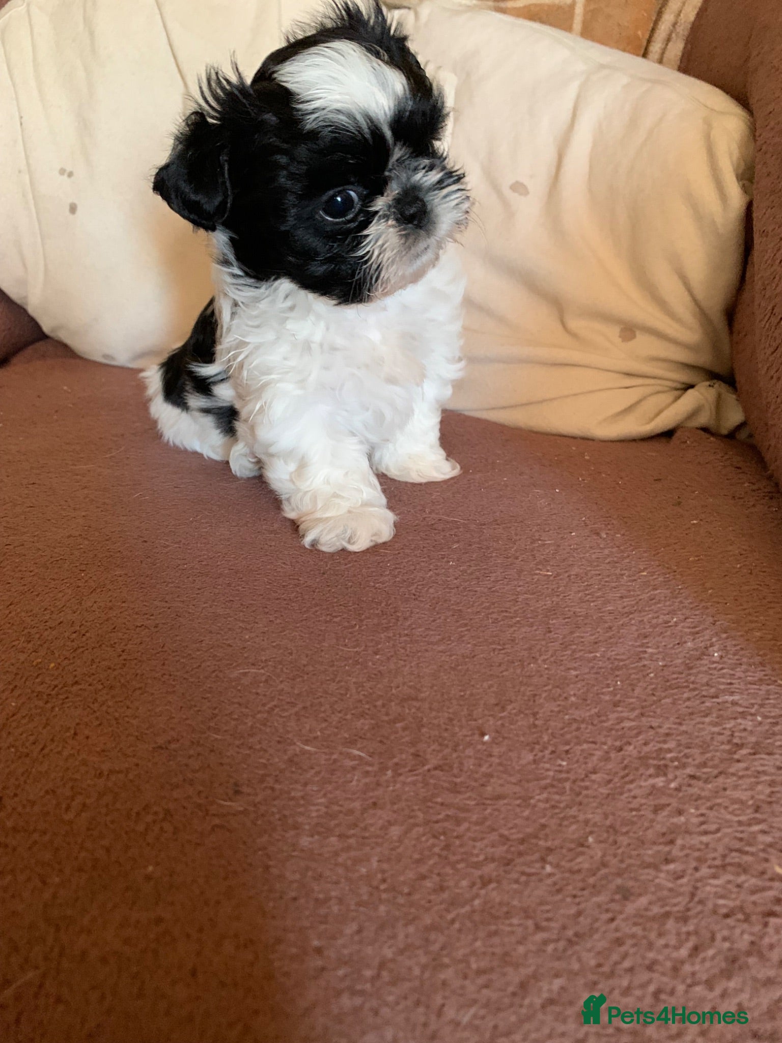 Shih Tzu dogs Shih Tzu puppies available - Advert 2