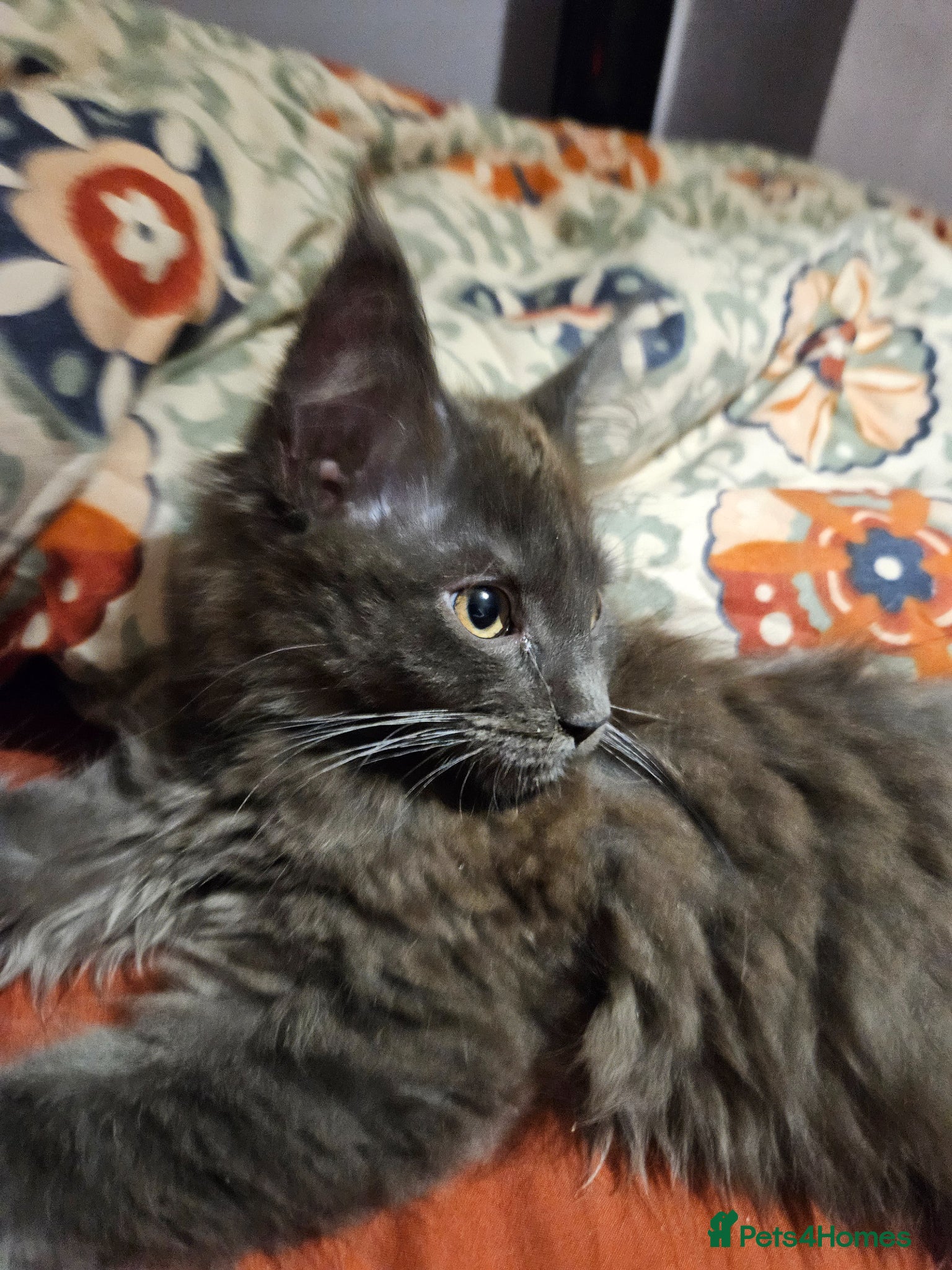 Maine Coon cats **REDUCED** PEDIGREE GCCF MAINE COON LAST ONE  - Advert 1