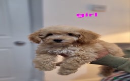Cockapoo dogs for sale: Cockapoo F1B  - Image 2