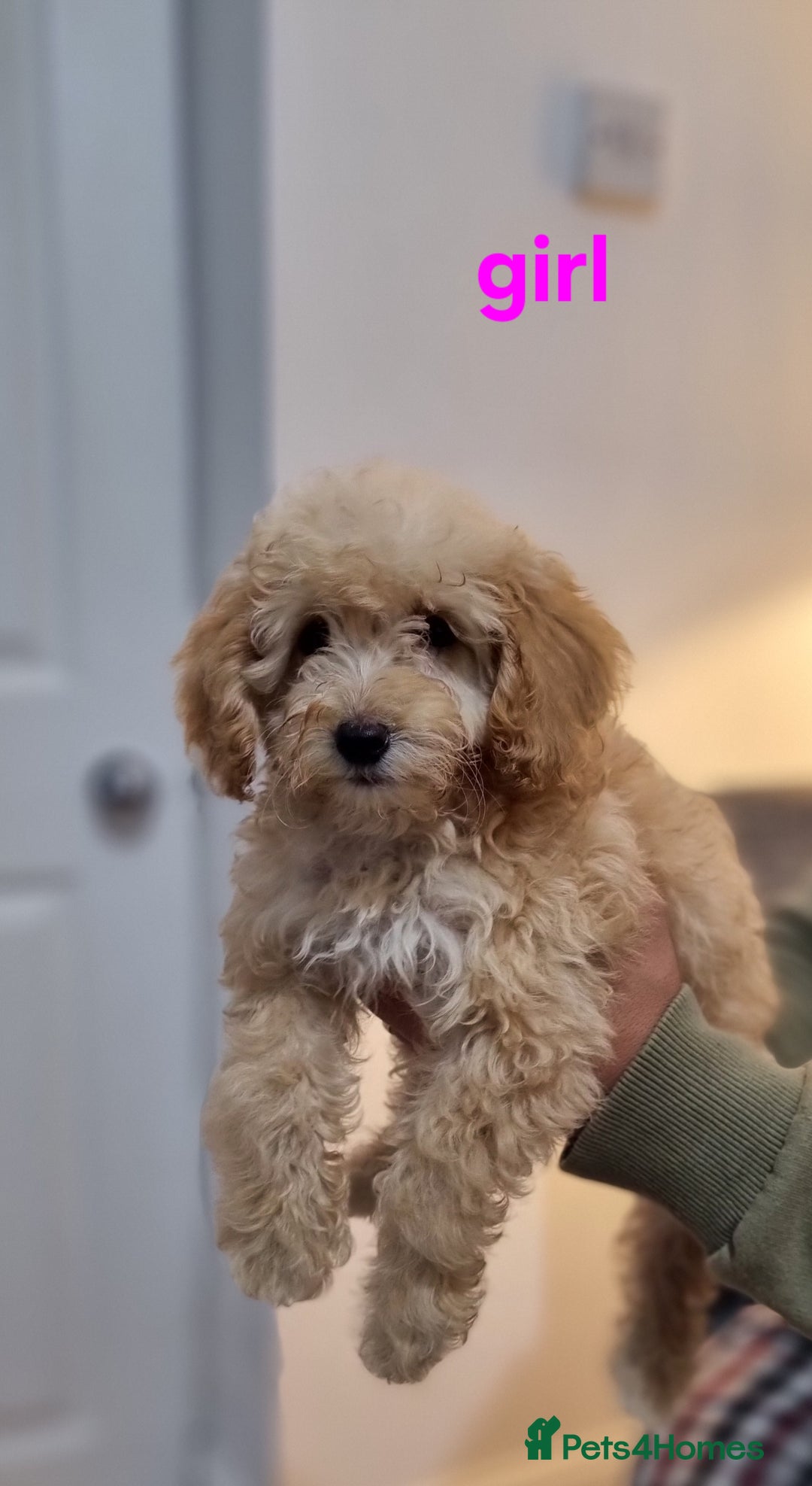 Cockapoo dogs for sale: Cockapoo F1B  - Image 2