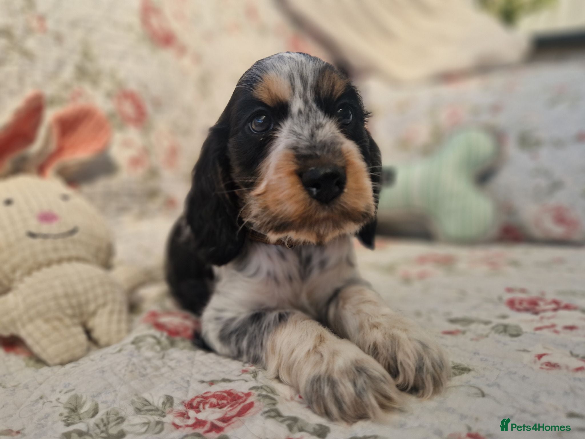 Cocker Spaniel dogs Roan Cocker Spaniel Puppies for Sale - Advert 1