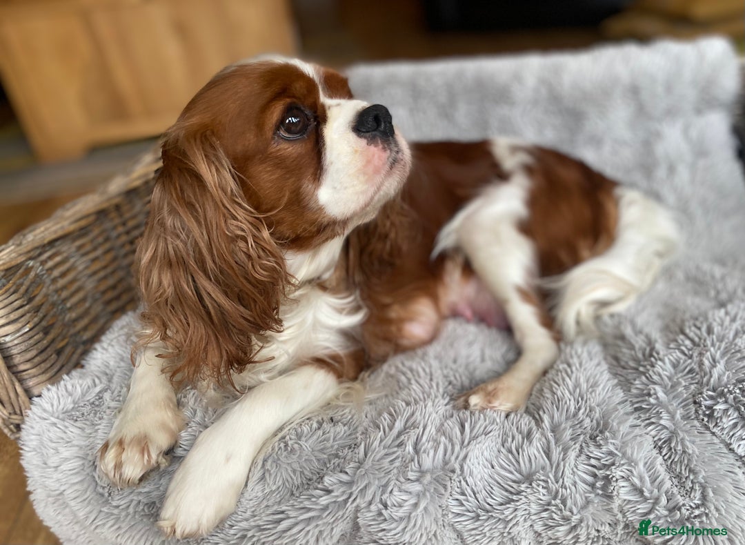 Cavapoo dogs for sale: Stunning F1 Toy Cavapoo puppies  - Advert 12