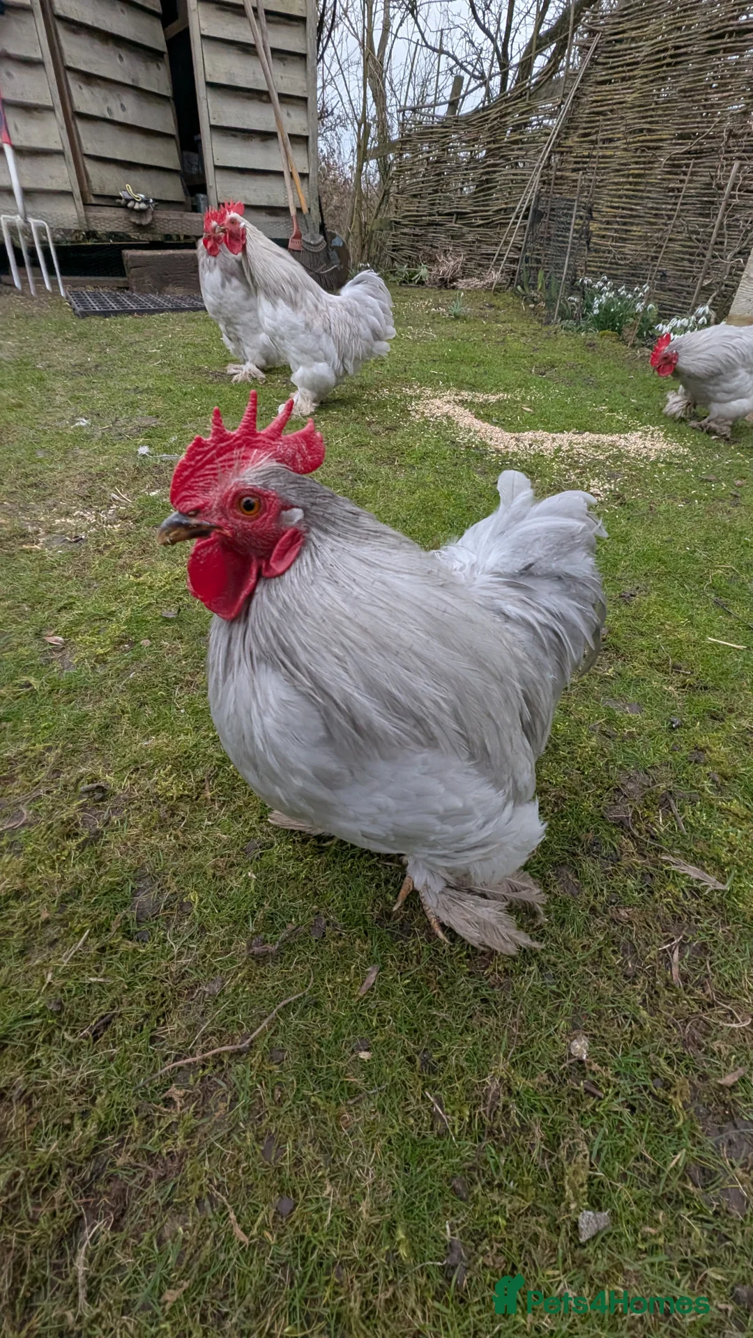 Chickens poultry for sale: Silkie Bantam Cockerels  - Advert 2