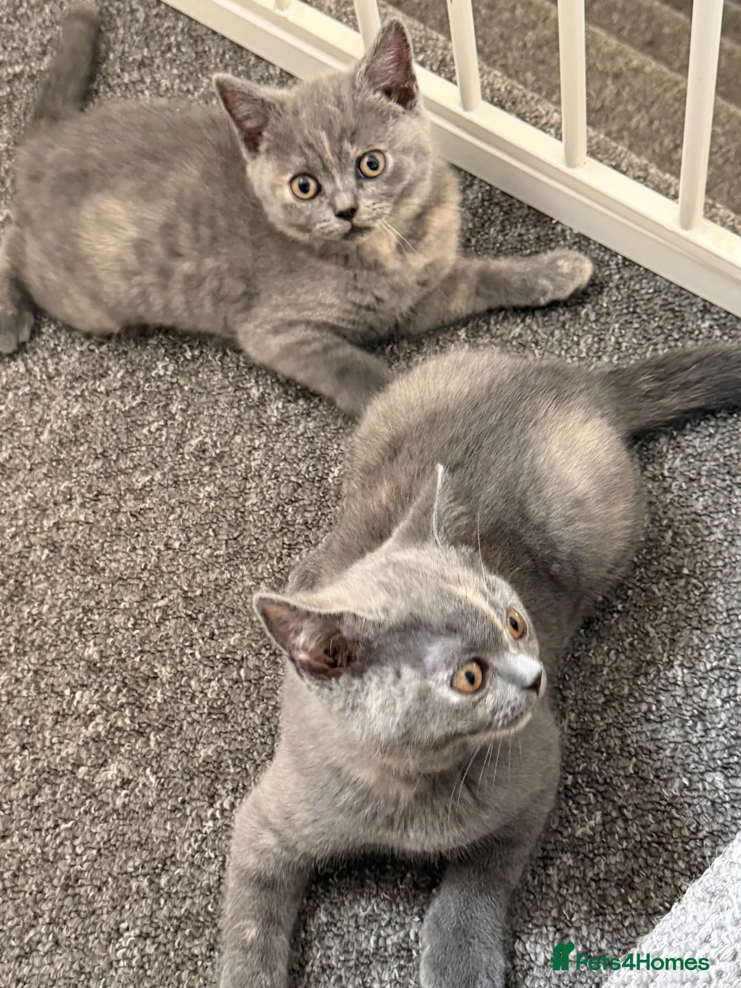 British Shorthair cats for sale: British shorthair  - Advert 2